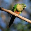 A wild Maroon-bellied Conure perches on a branch