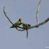 Wild Maroon-rumped Hanging Parrots interact