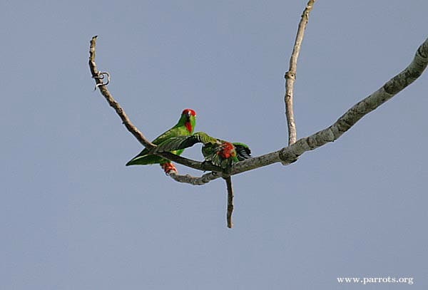 Wild Maroon-rumped Hanging Parrots interact