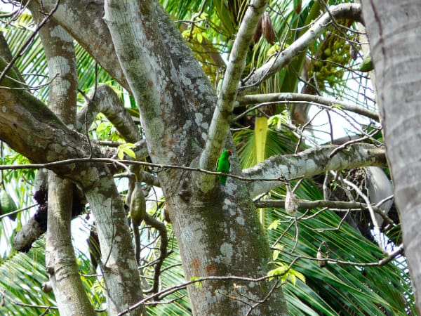 A wild Maroon-rumped Hanging Parrot perches on a branch