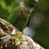A wild Maroon-tailed Conure perches in a tree