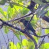 Wild Maroon-tailed Conures perch in a leafy tree