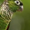 A closeup of a wild Maroon-tailed Conure