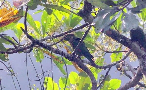 Wild Maroon-tailed Conures perch in a leafy tree
