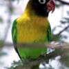 A wild Masked Lovebird perches in a tree