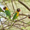 Wild Masked Lovebirds perch in a tree