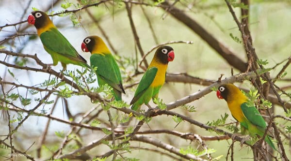 Wild Masked Lovebirds perch in a tree