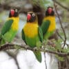 Wild Masked Lovebirds perch in a tree