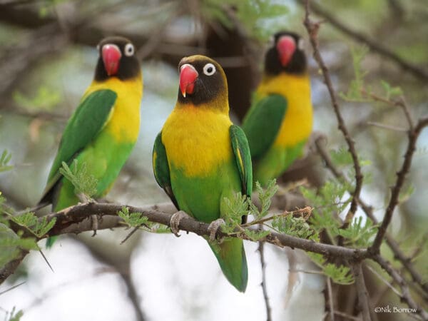 Wild Masked Lovebirds perch in a tree