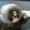 A companion blue mutation Masked Lovebird peers at the camera