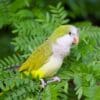 A wild Monk Parakeet perches in a Mimosa tree