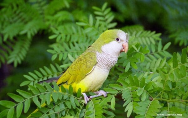 A wild Monk Parakeet perches in a Mimosa tree