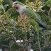 A wild Monk Parakeet feeds on berries