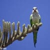 A wild Monk Parakeet perches on a branch