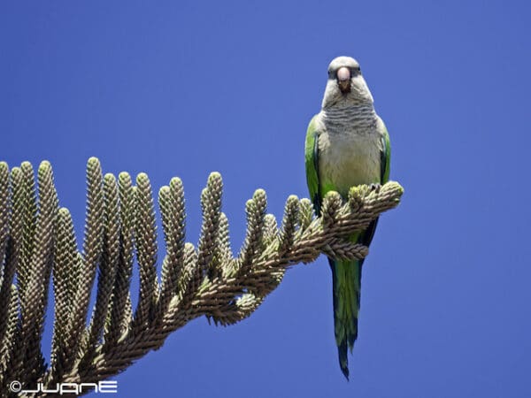 A wild Monk Parakeet perches on a branch