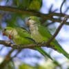 Wild Monk Parakeets perch and feed on a branch