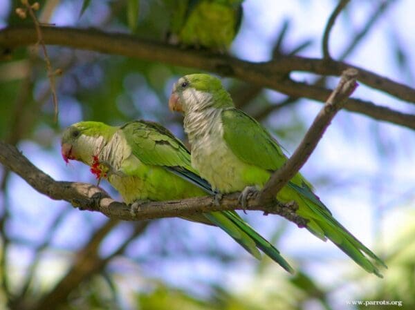 Wild Monk Parakeets perch and feed on a branch
