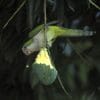 A wild Monk Parakeet feeds on fruit