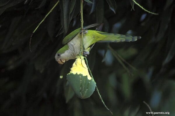 A wild Monk Parakeet feeds on fruit
