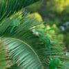 Wild Monk Parakeets climb around on a palm frond