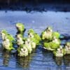 Wild Monk Parakeets bathe in a watering hole