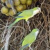 Wild Monk Parakeets climb in thick vegetation