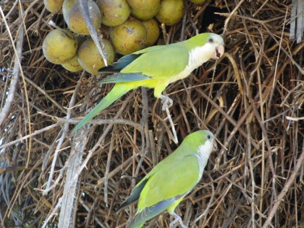 Wild Monk Parakeets climb in thick vegetation