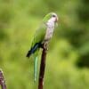 A wild Monk Parakeet perches atop a branch