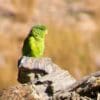 A wild Mountain Parakeet perches on a sharp rock