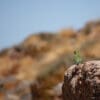 A wild female Mountain Parakeet perches on a rock