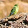 A wild female Mountain Parakeet perches on sharp rocks