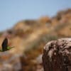 A wild female Mountain Parakeet takes flight