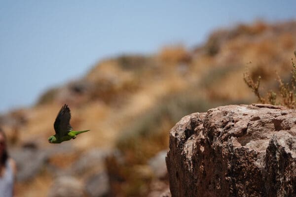 A wild female Mountain Parakeet takes flight