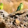 Wild Mountain Parakeets perch among rocks