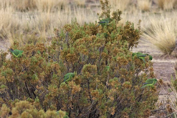 A wild flock of Mountain Parakeets forages in a bush