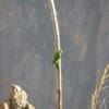 A wild Mountain Parakeet clings to a branch