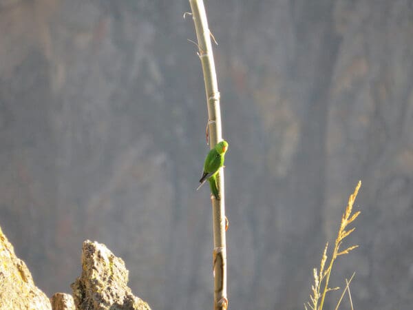 A wild Mountain Parakeet clings to a branch