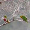 Wild Musschenbroek's Lorikeets perch in a tree