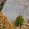 Wild Musschenbroek's Lorikeets perch in a tree