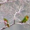 Wild Musschenbroek's Lorikeets perch in a tree
