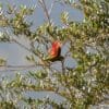 Wild Musschenbroek's Lorikeet is seen in flight