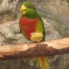 A Musschenbroek's Lorikeet perches on a branch