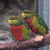 Musschenbroek's Lorikeets perch on a branch