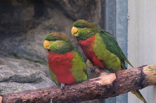 Musschenbroek's Lorikeets perch on a branch