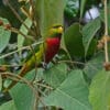 A wild Musschenbroek's Lorikeet perches on a branch