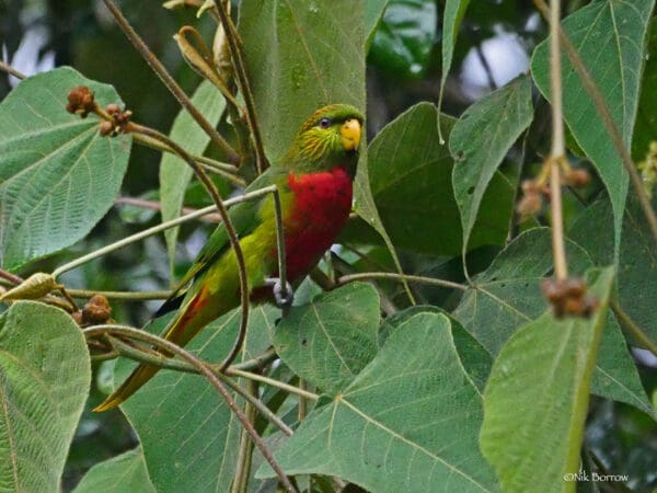 A wild Musschenbroek's Lorikeet perches on a branch