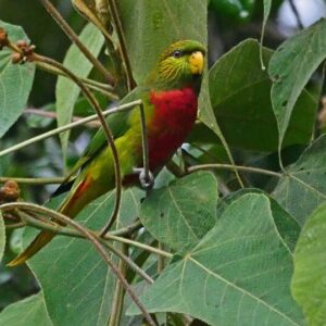 A wild Musschenbroek's Lorikeet perches on a branch