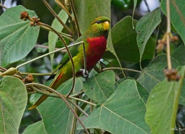 A wild Musschenbroek's Lorikeet perches on a branch