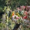 Wild Musschenbroek's Lorikeets perch in a tree