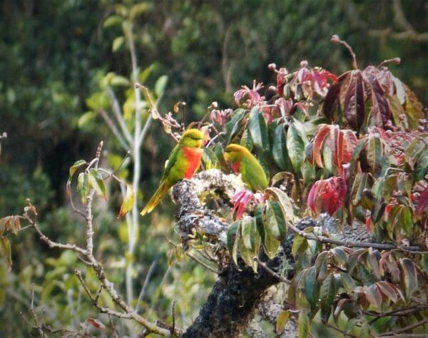 Wild Musschenbroek's Lorikeets perch in a tree